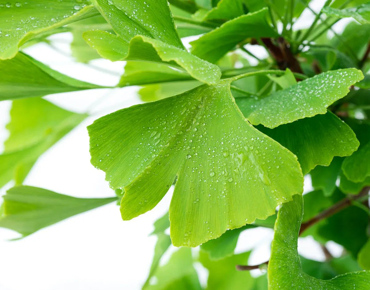 Ginkgo biloba - Neidonhiuspuu