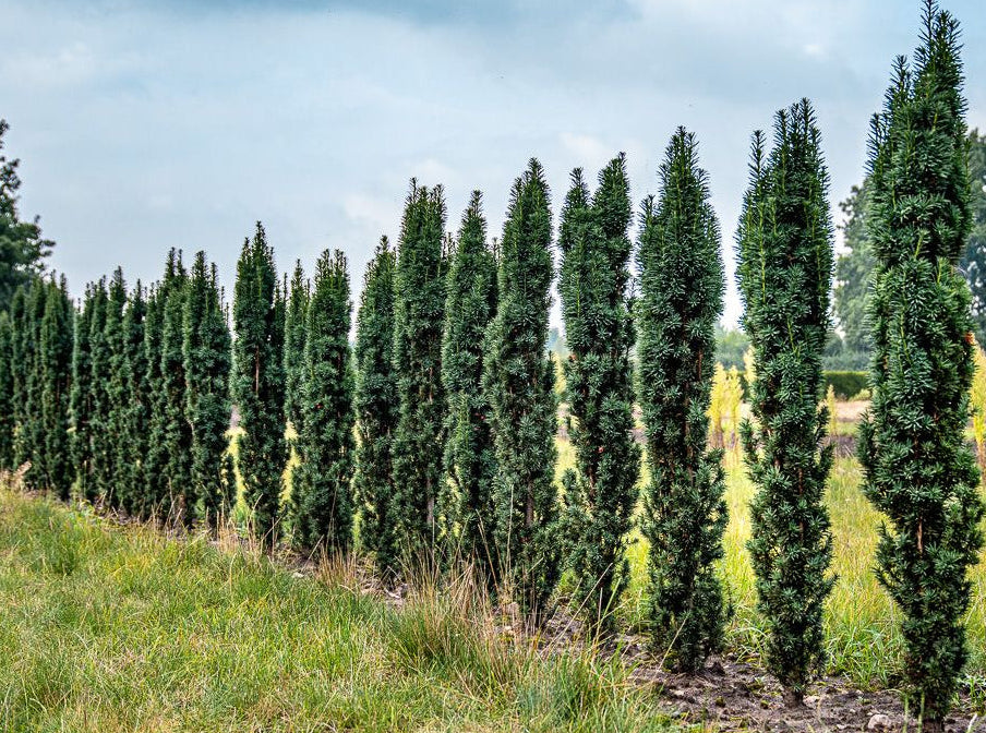 Taxus baccata 'Fastigiata Robusta'
