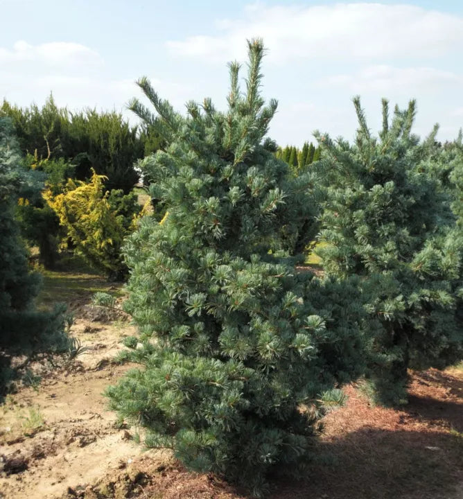 Pinus parviflora ‘Blue Giant’ - Neidonmänty