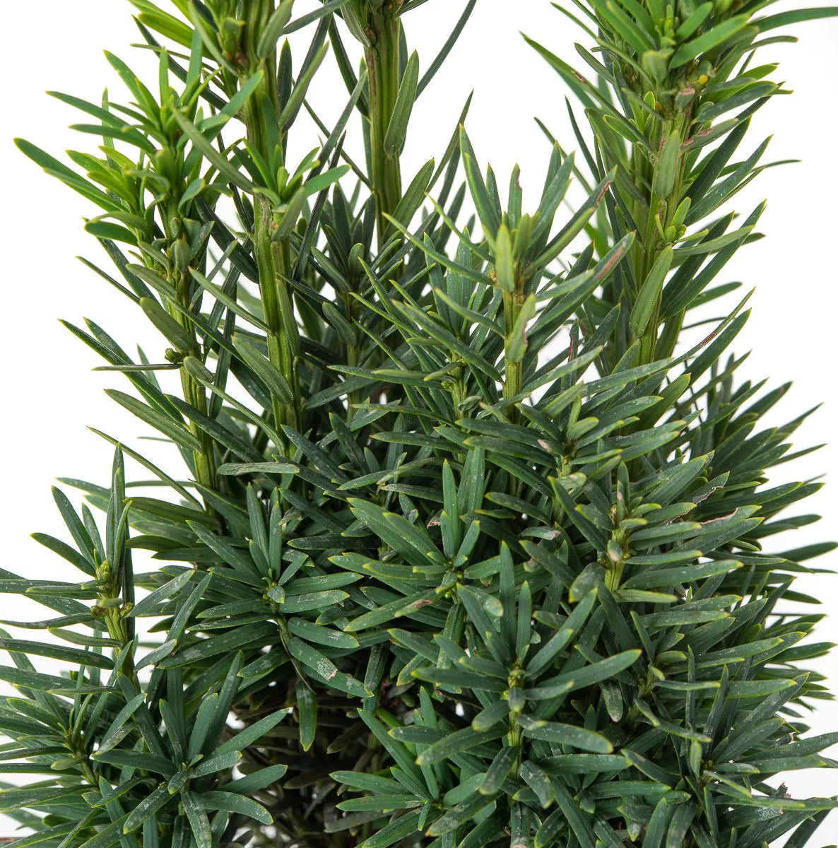 Taxus baccata ’Fastigiata Robusta’ - Pylväsmarjakuusi