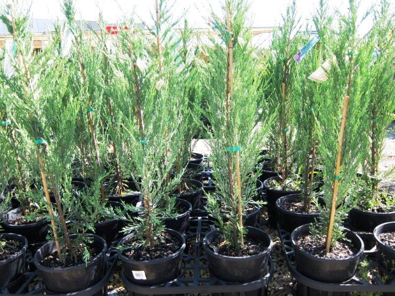 Juniperus Virginiana 'Skyrocket' - Kynäkataja