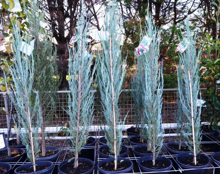 Juniperus Virginiana 'Skyrocket' - Kynäkataja