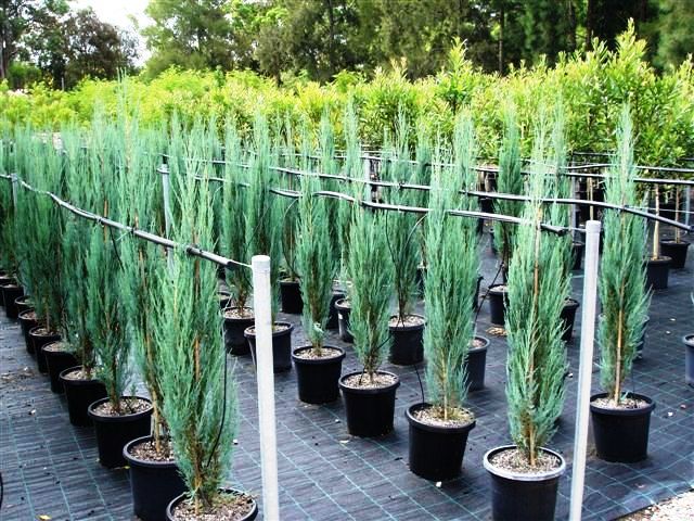 Juniperus Virginiana 'Skyrocket' - Kynäkataja