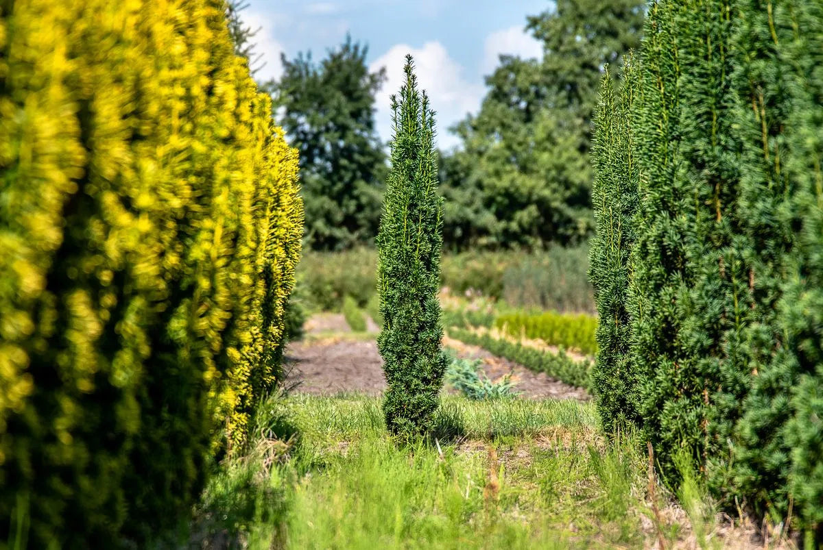 Taxus baccata ’Fastigiata Robusta’ - Pylväsmarjakuusi
