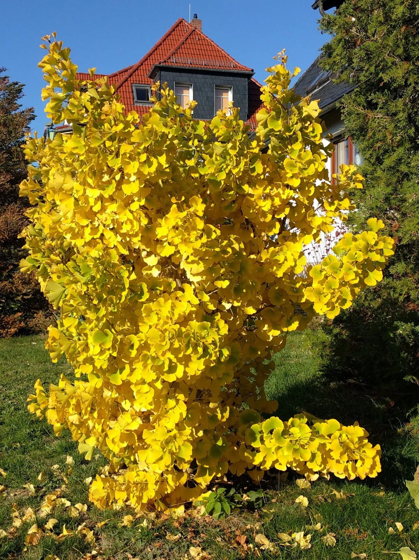 Ginkgo biloba - Neidonhiuspuu