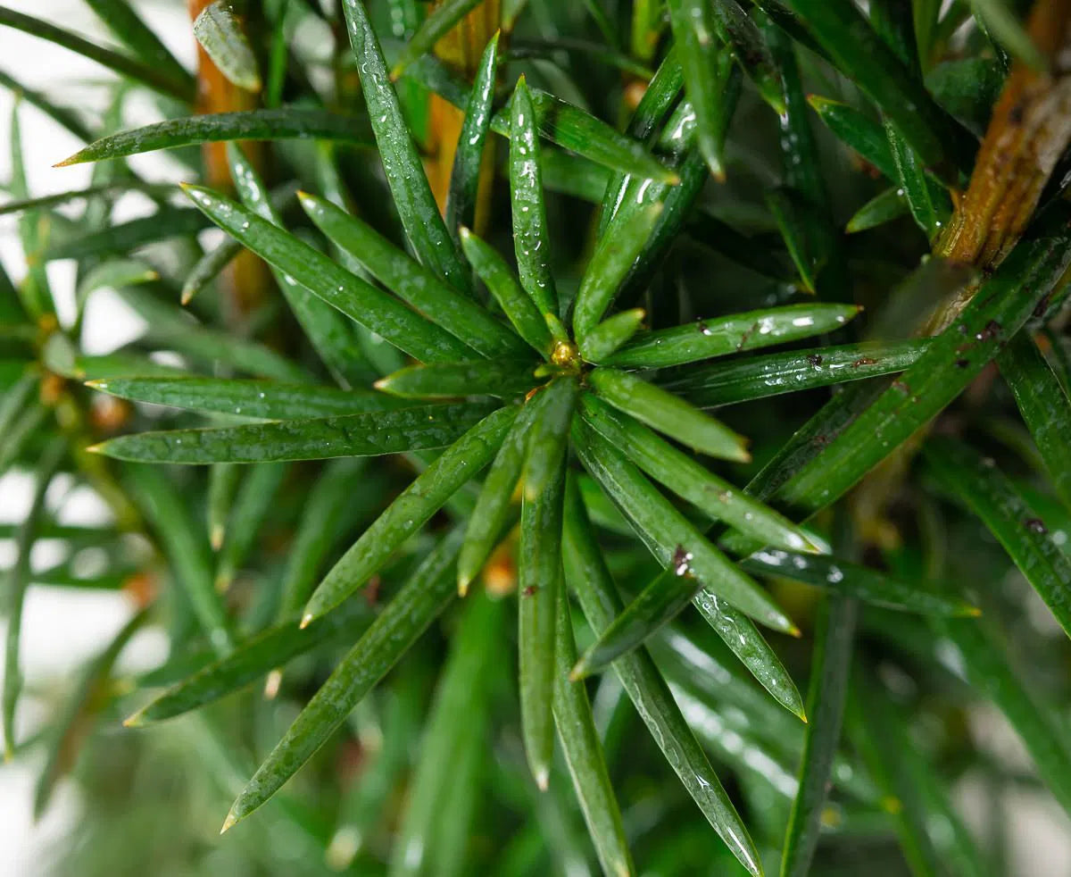 Taxus baccata ’Fastigiata Robusta’ - Pylväsmarjakuusi