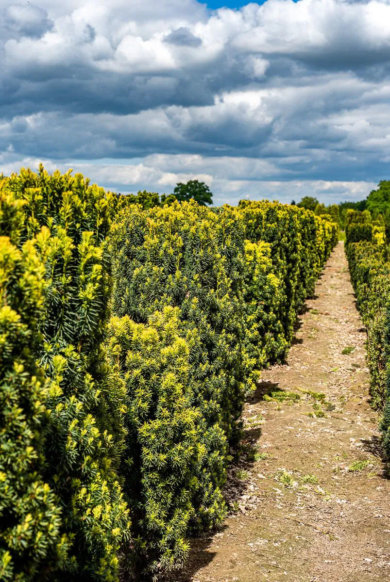 Taxus baccata ’Fastigiata Robusta’ - Pylväsmarjakuusi