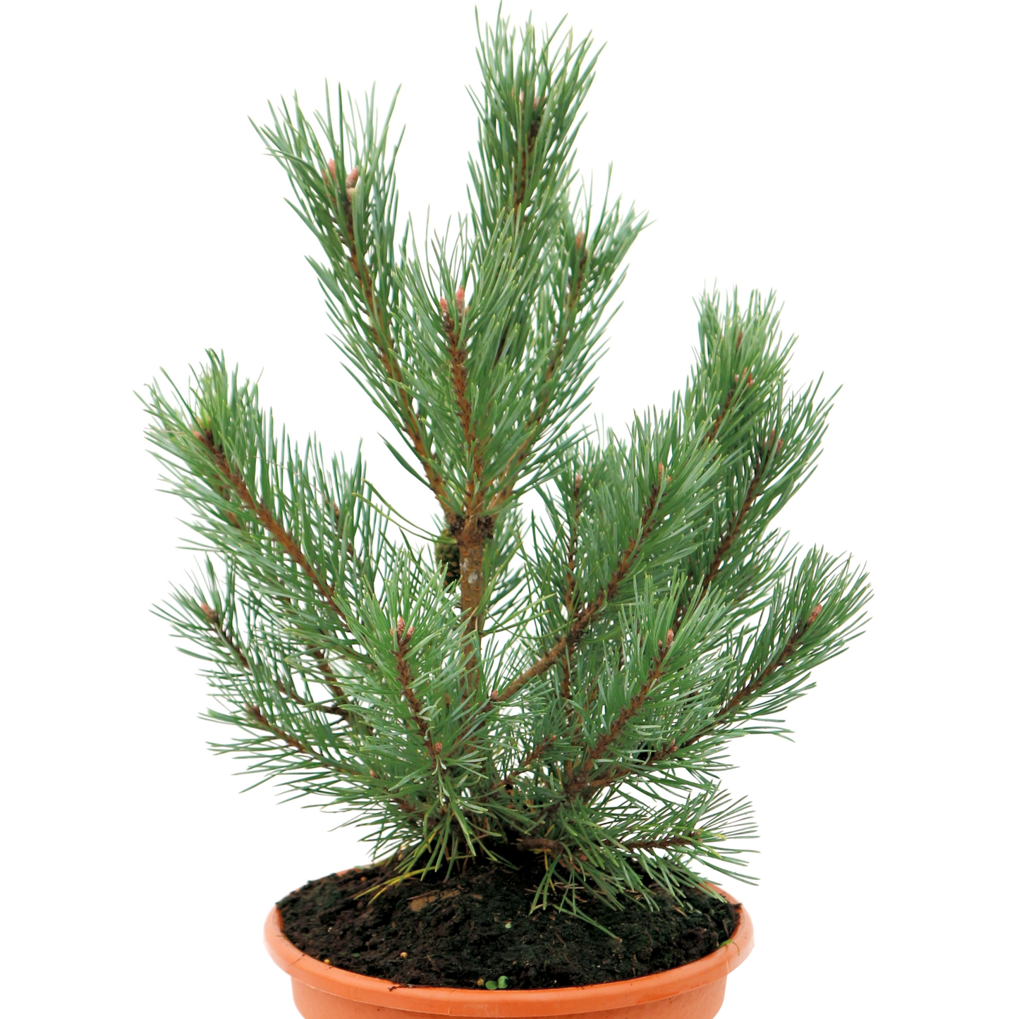 Pinus Sylvestris 'Watereri' - Kääpiömänty