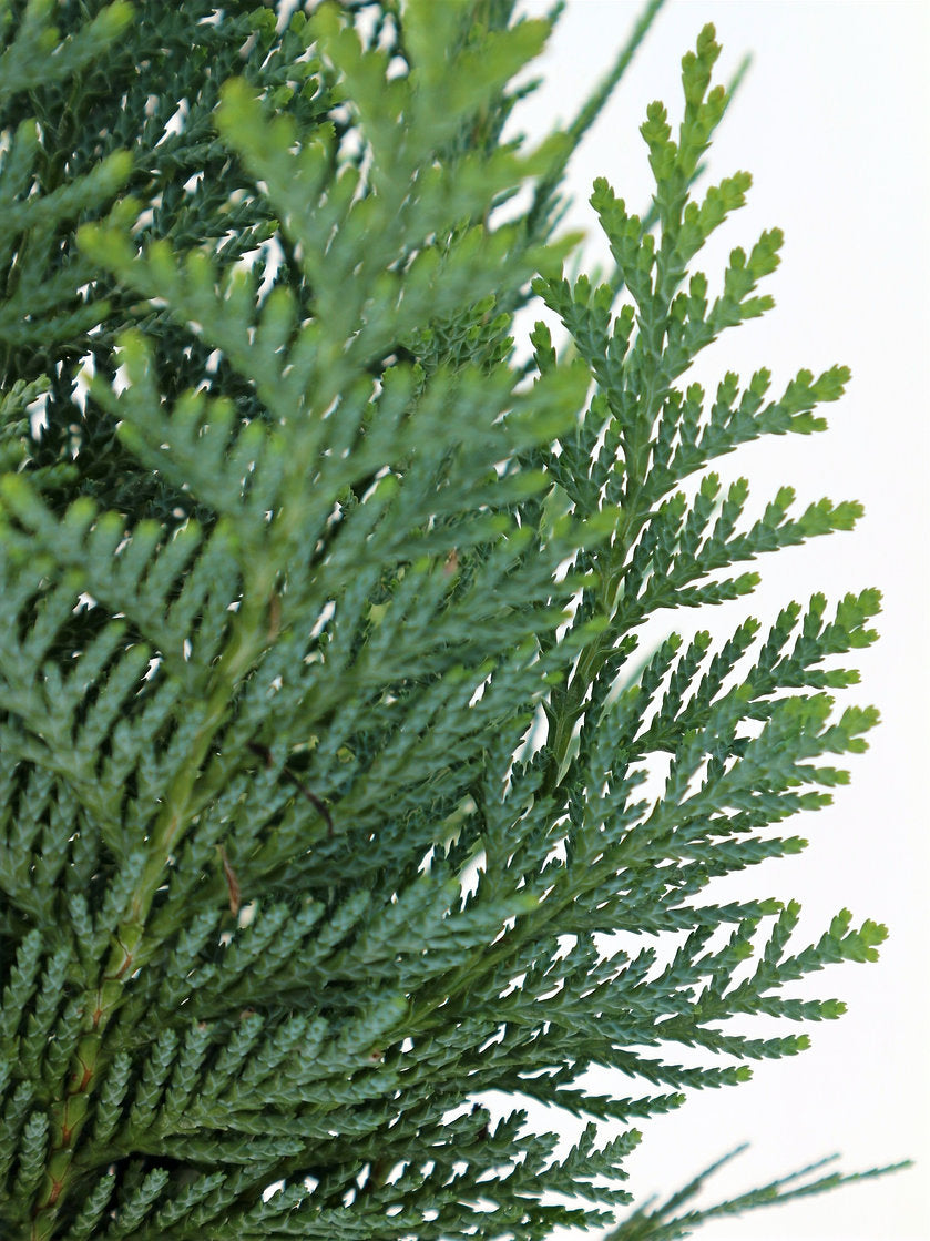 Chamaecyparis lawsoniana 'Columnaris' - Lawsoninsypressi / Valesypressi