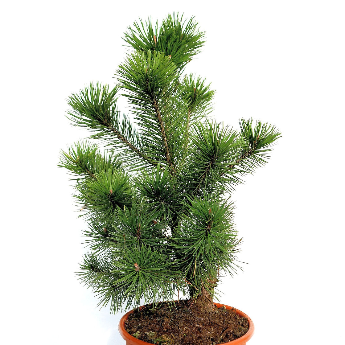 Pinus nigra 'PYRAMIDALIS' - European black pine