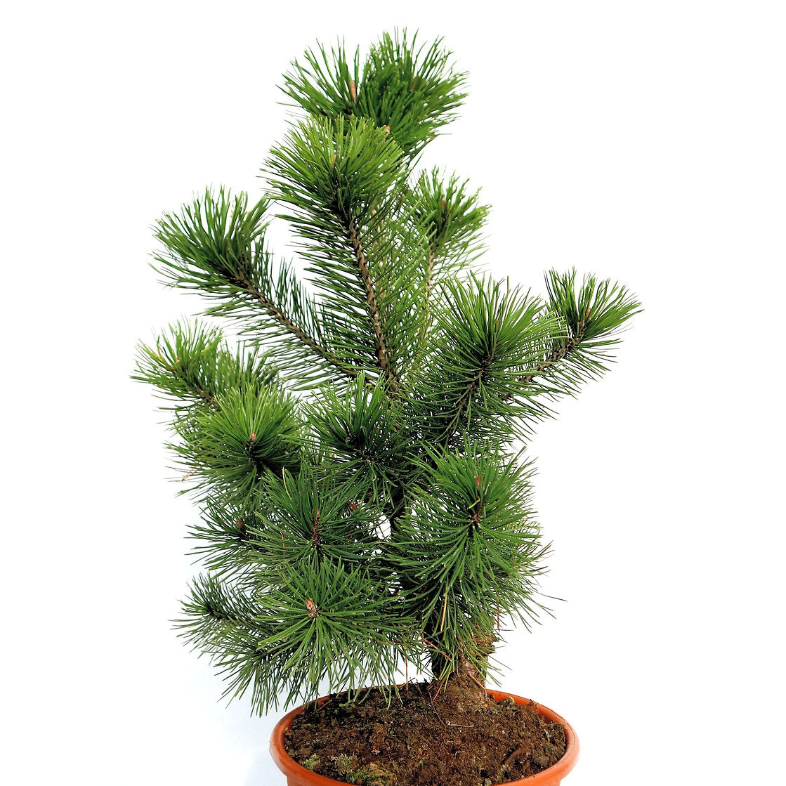 Pinus nigra 'PYRAMIDALIS' - Euroopanmustamänty