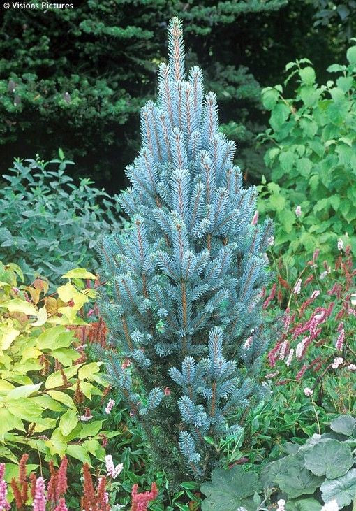 Picea pungens 'Iseli Fastigiate' - Pilarihopeakuusi, Pilarisinikuusi