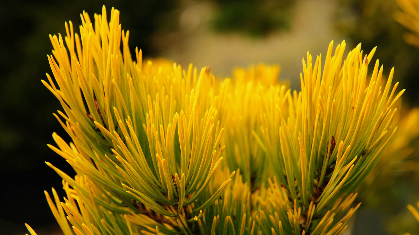 Pinus sylvestris "Aurea Nisbet" - Keltamänty