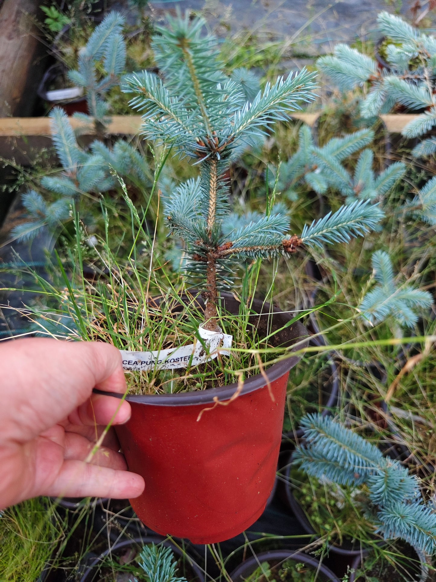Picea Pungens 'Koster' - Sinikuusi