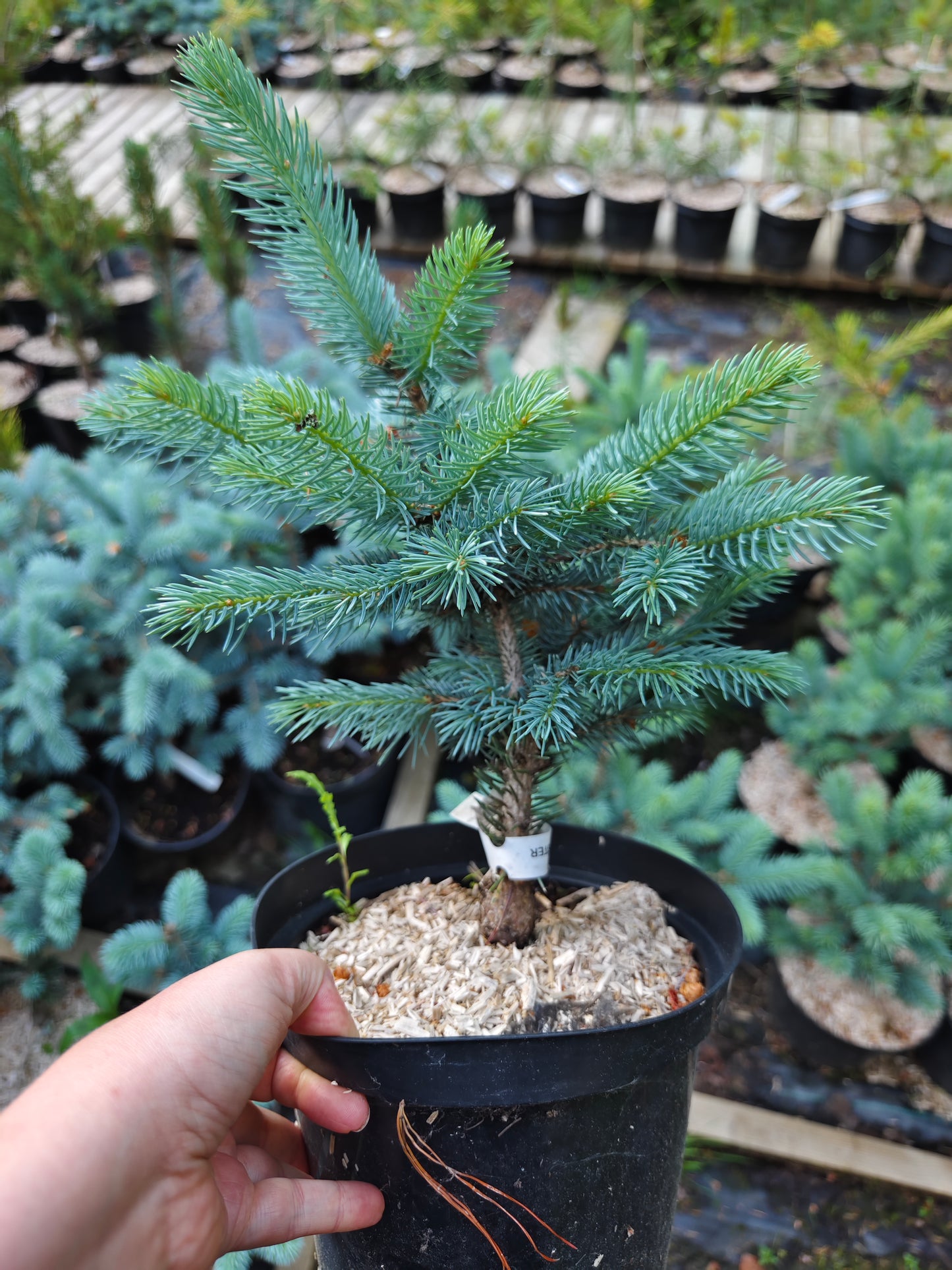 Picea Pungens 'Koster' - Sinikuusi