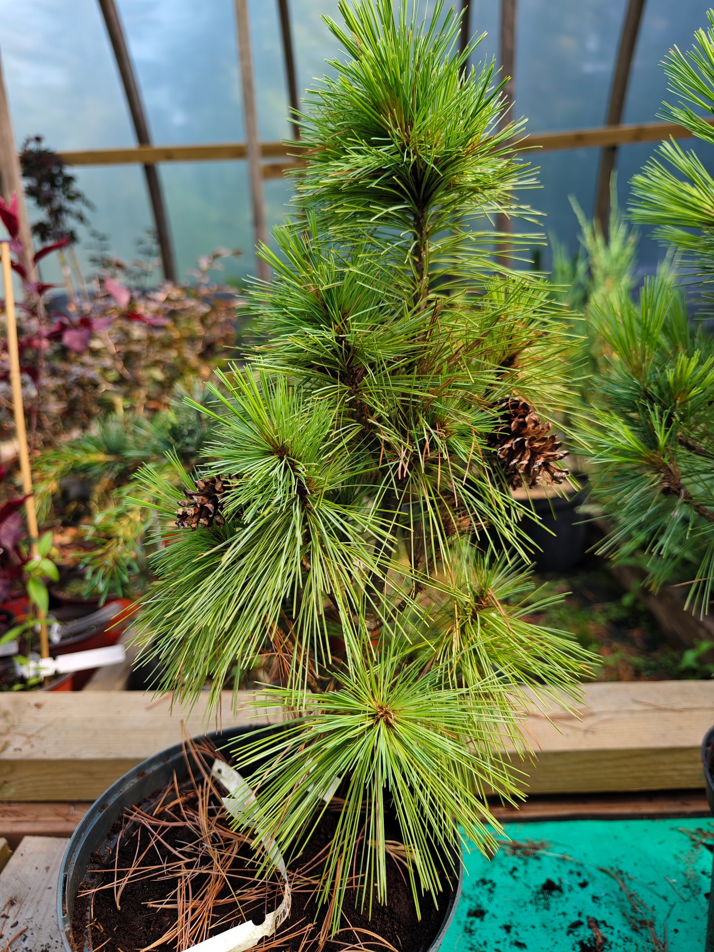 Pinus Schwerinii 'Wiethorst' - Kääpiö hybridimänty