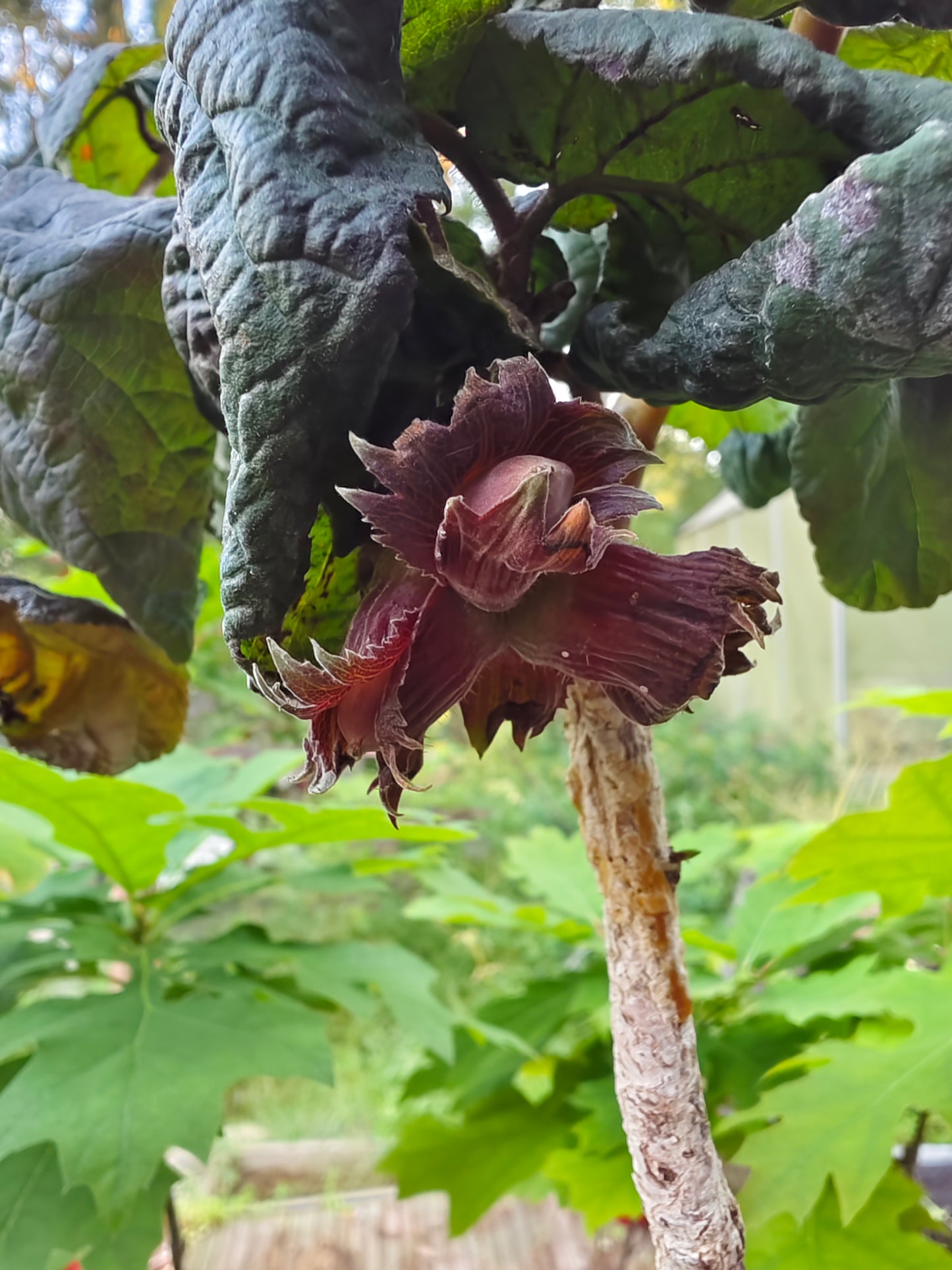 Corylus avellana ’Red Majestic’ "Pendula" - Riippapurppurapeikonpähkinä