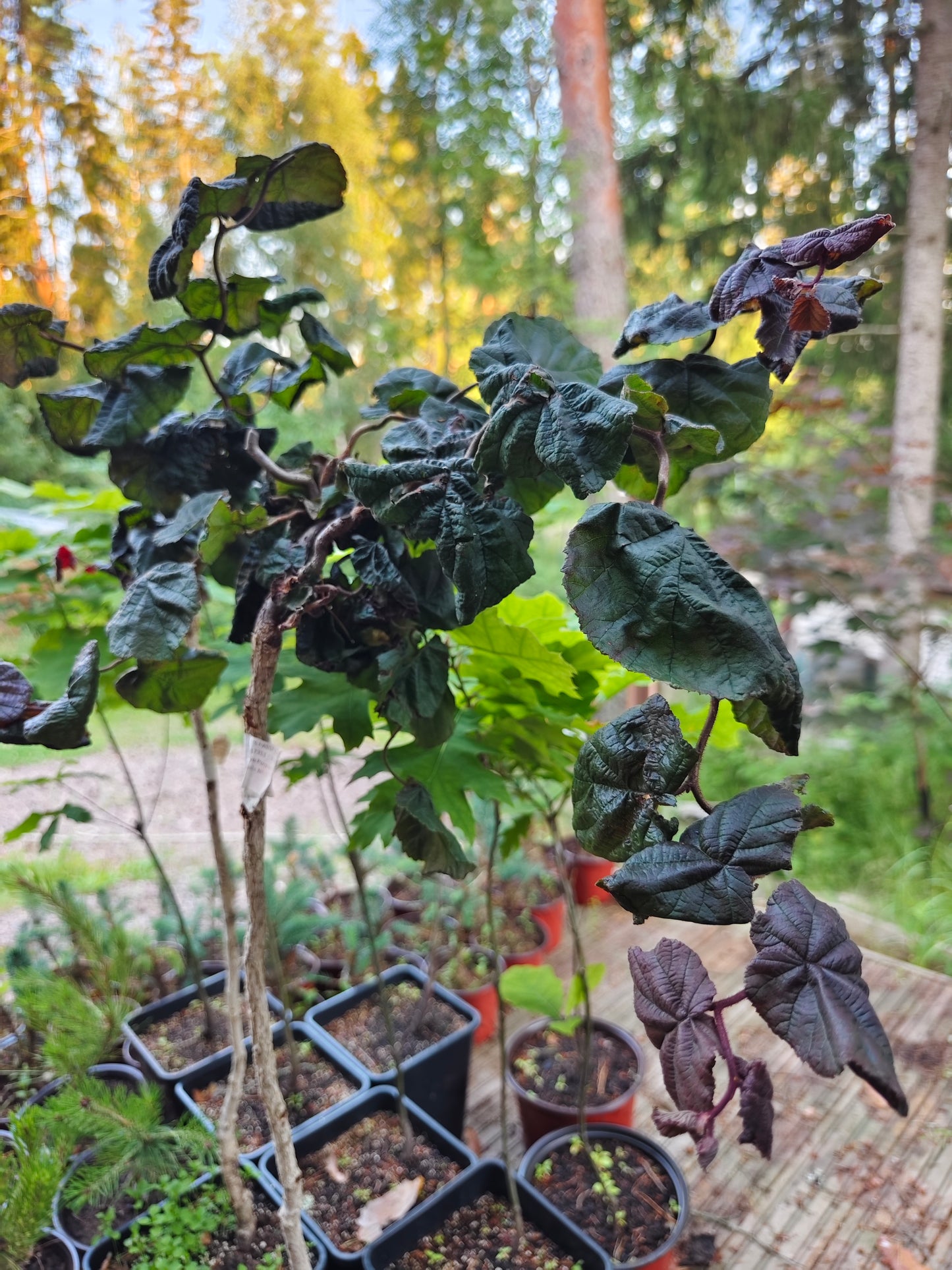 Corylus avellana ’Red Majestic’ "Pendula" - Riippapurppurapeikonpähkinä