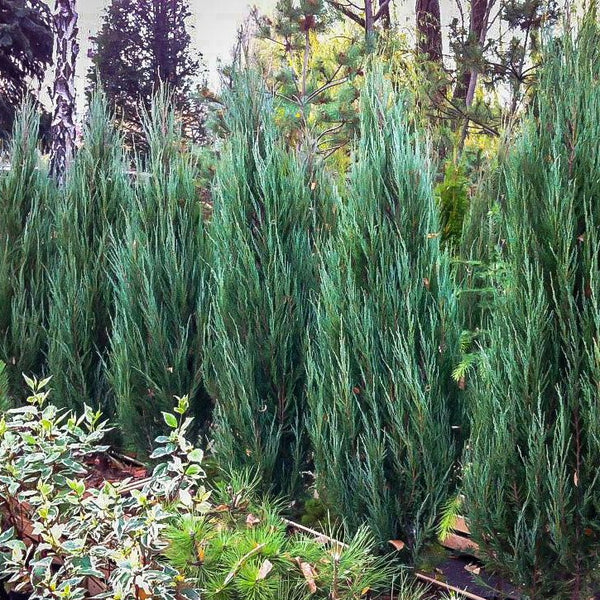 Juniperus Scopulorum 'Blue Arrow' - Sinikynäkataja / Kalliovuortenkataja