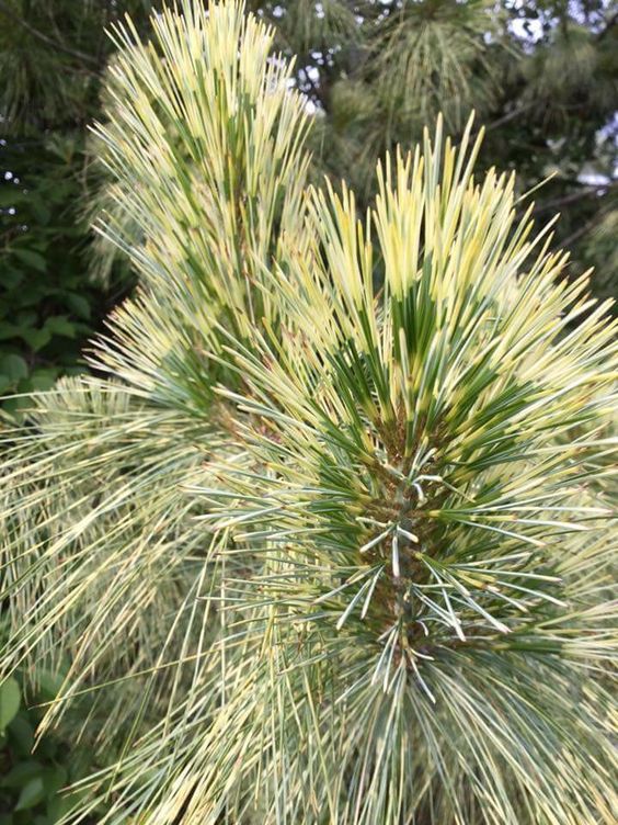 Pinus densiflora (sylvestris) 'Oculus Draconis' - Japaninpunamänty