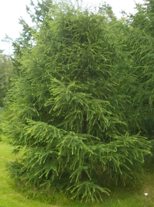 Larix decidua - Euroopanlehtikuusi
