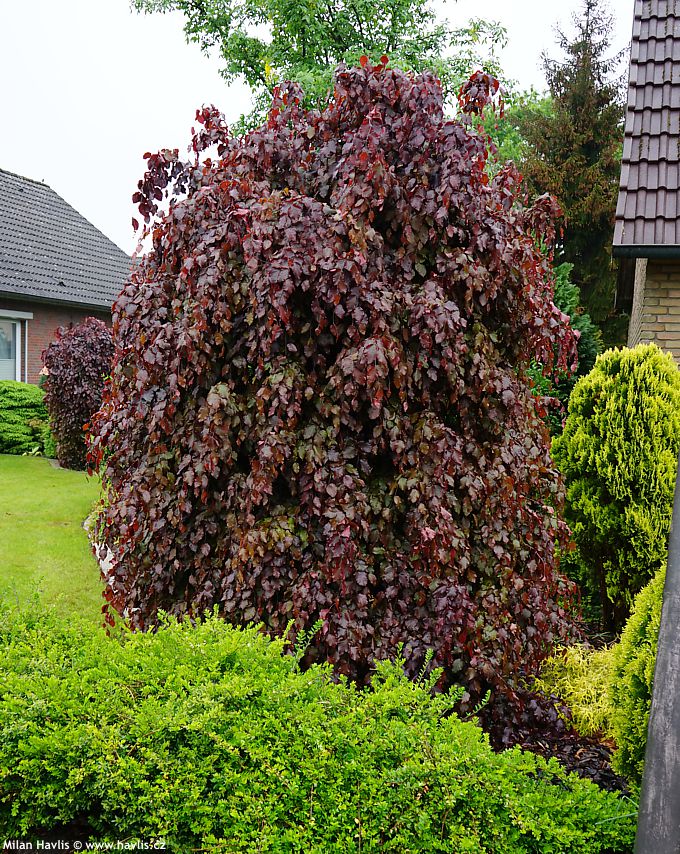 Fagus sylvatica 'Purpurea Pendula' - Riippaveripyökki, Punapyökki