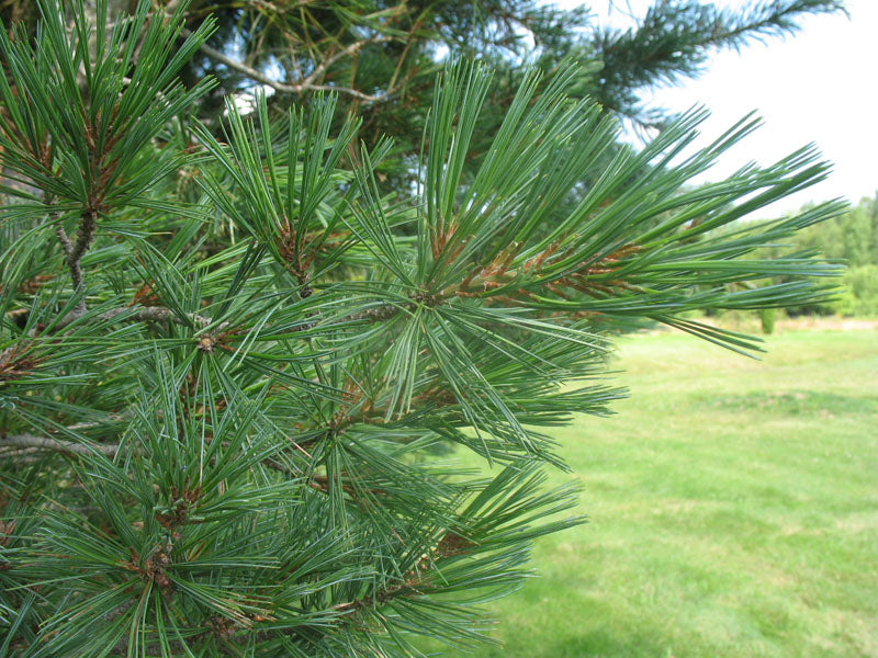 Pinus Flexilis "Glauca" - Rocky Mountain Sembra