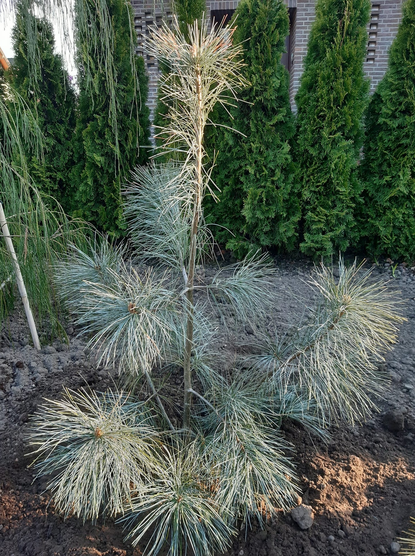 Pinus strobus 'Himmelblau' - Strobus pine