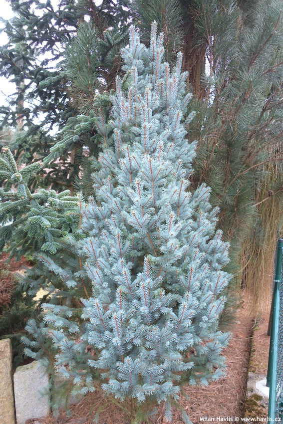 Picea pungens 'Iseli Fastigiate' - Pilarihopeakuusi, Pilarisinikuusi