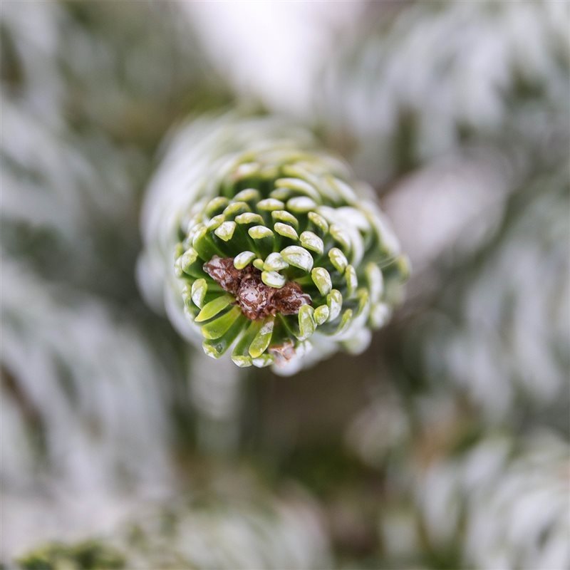 Abies koreana 'Silberlocke' - Kääpiökoreanpihta