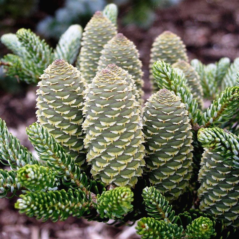 Abies koreana 'Silberlocke' - Kääpiökoreanpihta