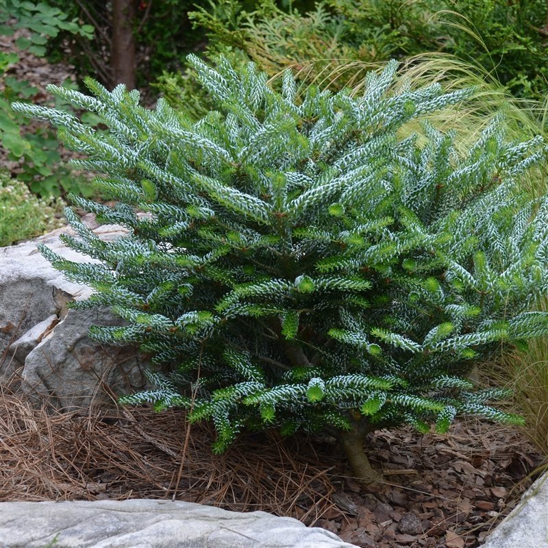 Abies koreana 'Silberlocke' - Kääpiökoreanpihta