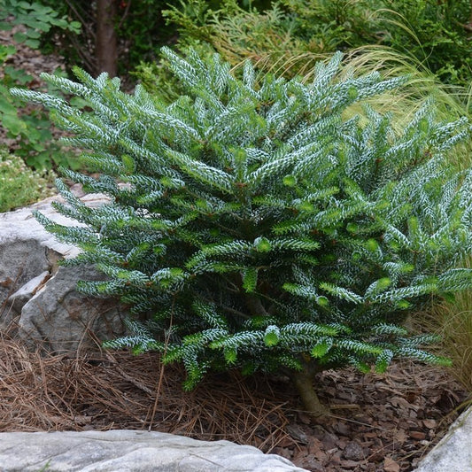 Abies koreana 'Silberlocke' - Kääpiökoreanpihta