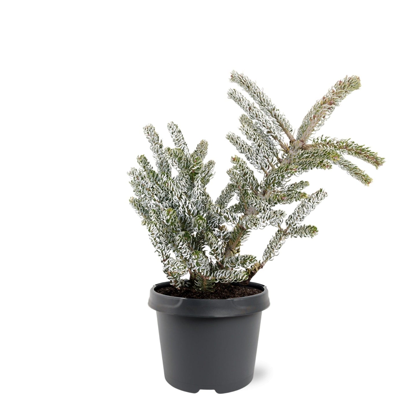 Abies koreana 'Silberlocke' - Kääpiökoreanpihta