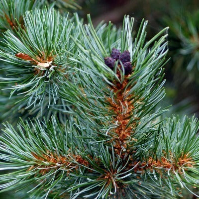 Pinus pumila "Glauca" - Pensassembra