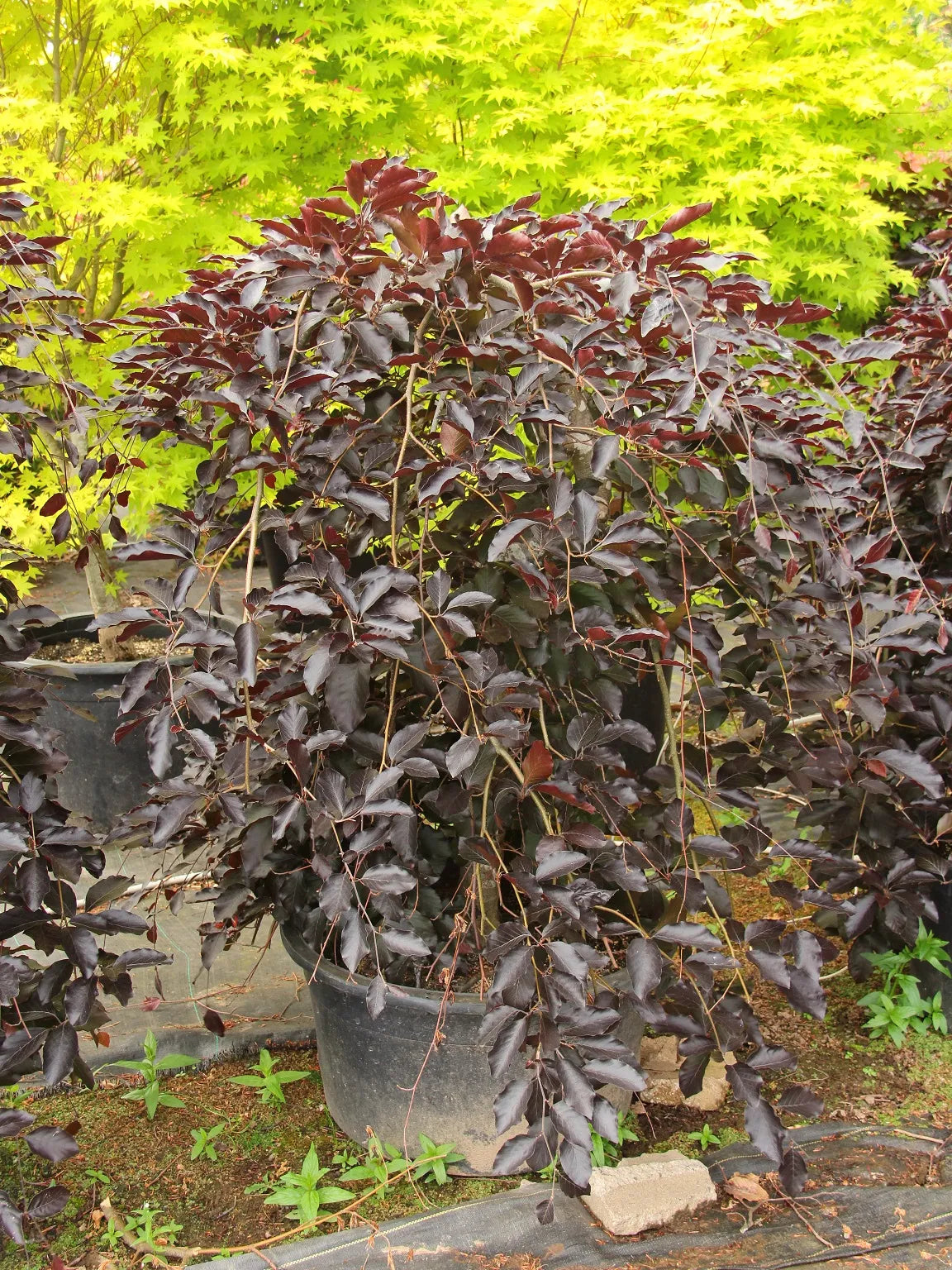 Fagus sylvatica 'Purpurea Pendula' - Riippaveripyökki, Punapyökki