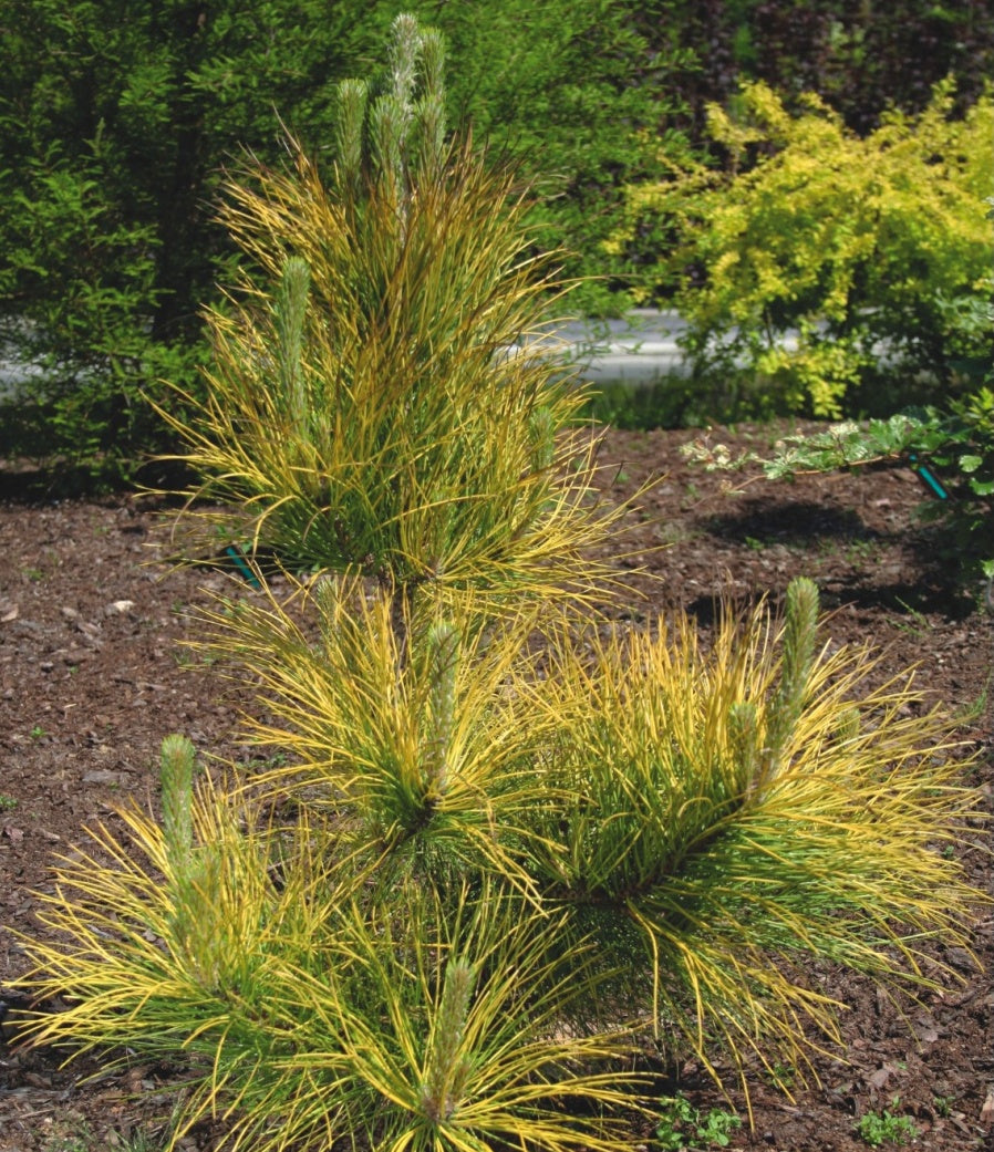 Pinus nigra 'Goldfingers' - Mustamänty