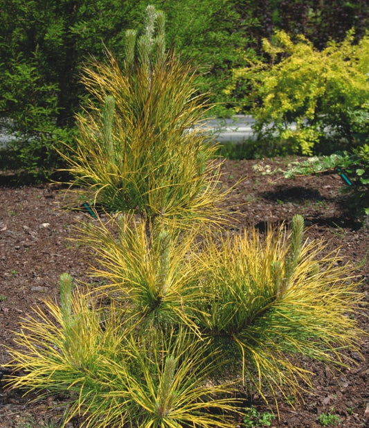 Pinus nigra 'Goldfingers' - Mustamänty