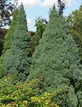 Picea glauca "Sander´s Blue" - Blue Cone White Spruce