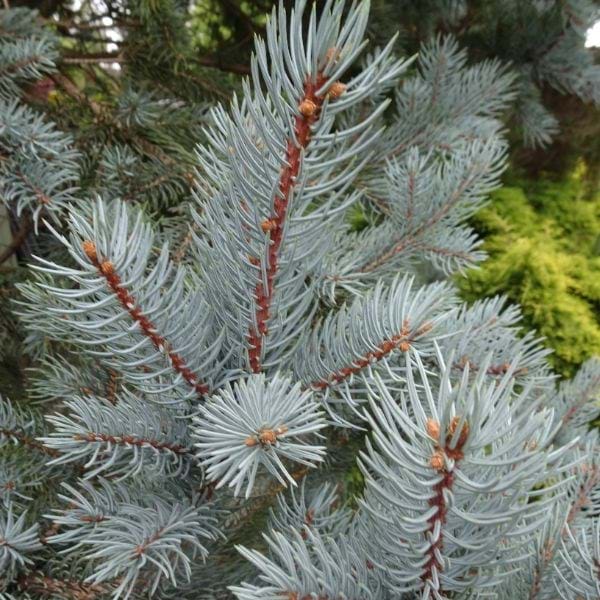 Picea pungens 'Iseli Fastigiate' - Pilarihopeakuusi, Pilarisinikuusi