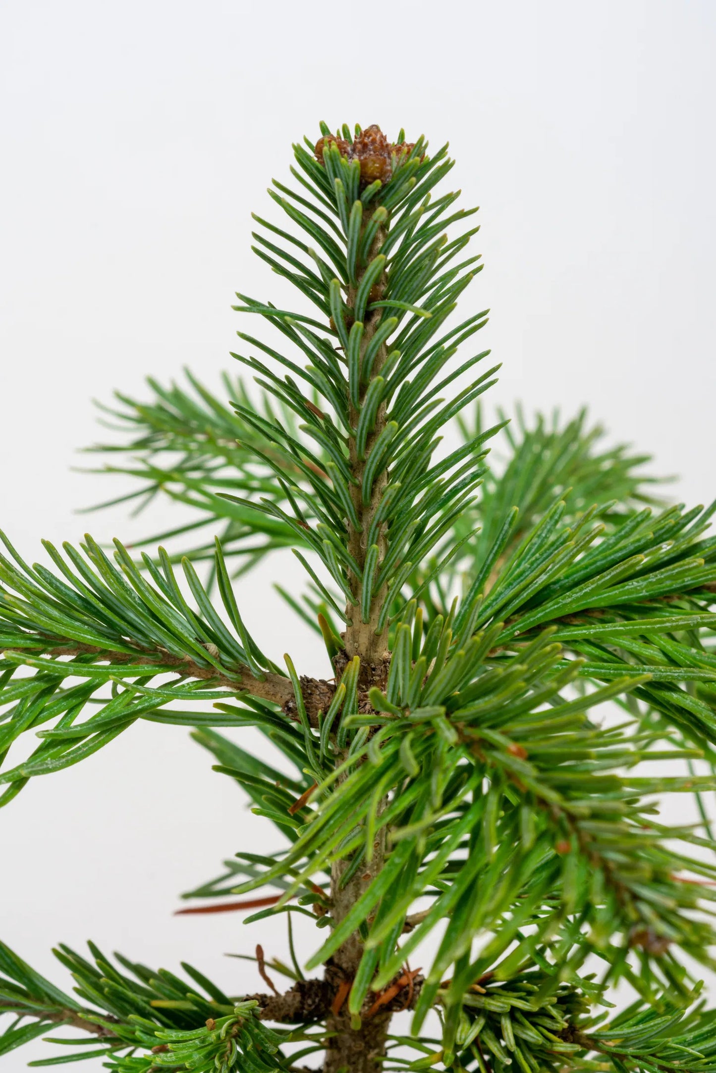 Abies lasiocarpa var. arizonica - Korkkilännenpihta
