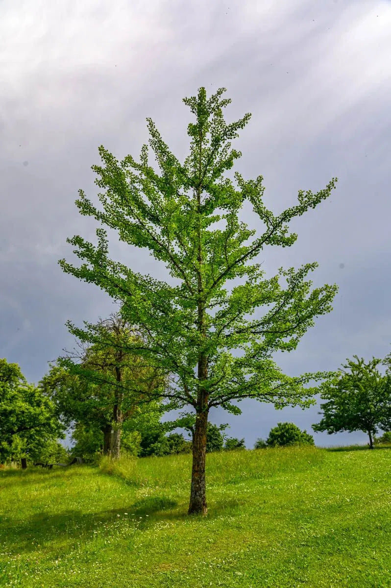 Ginkgo biloba - Neidonhiuspuu