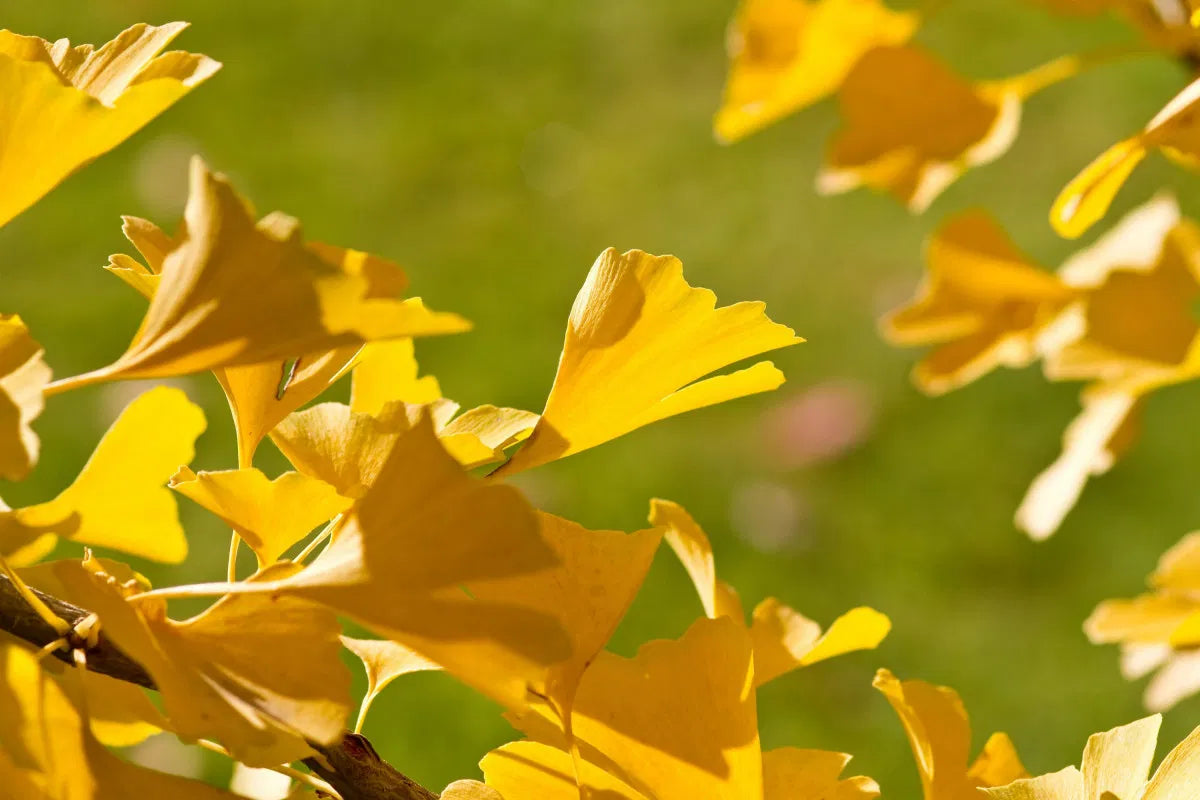 Ginkgo biloba - Neidonhiuspuu