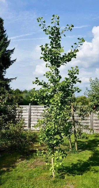 Ginkgo biloba - Neidonhiuspuu