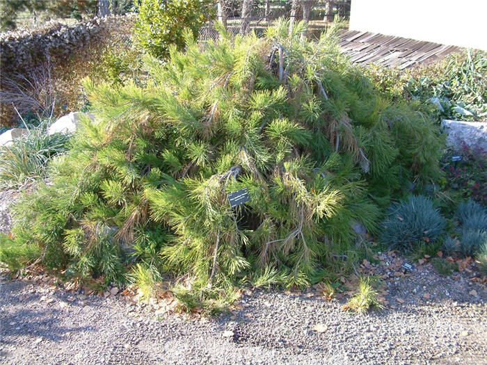 Pinus densiflora 'Pendula' - Riippapunamänty