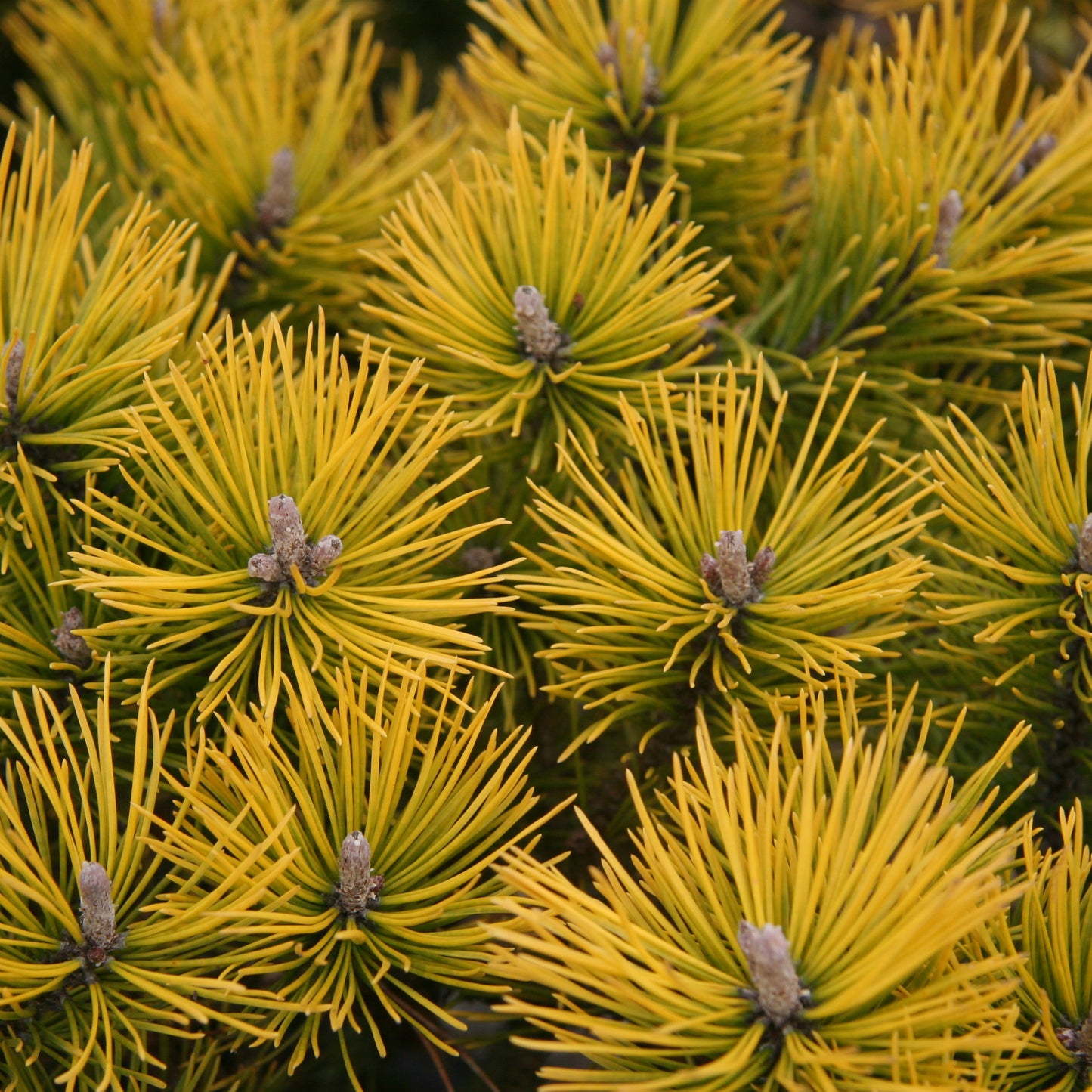 Pinus Mugo 'Golden Glow' - Kääpiövuorimänty