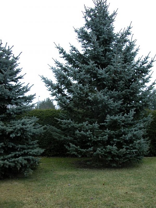 Picea pungens 'Glauca' - Hopeakuusi