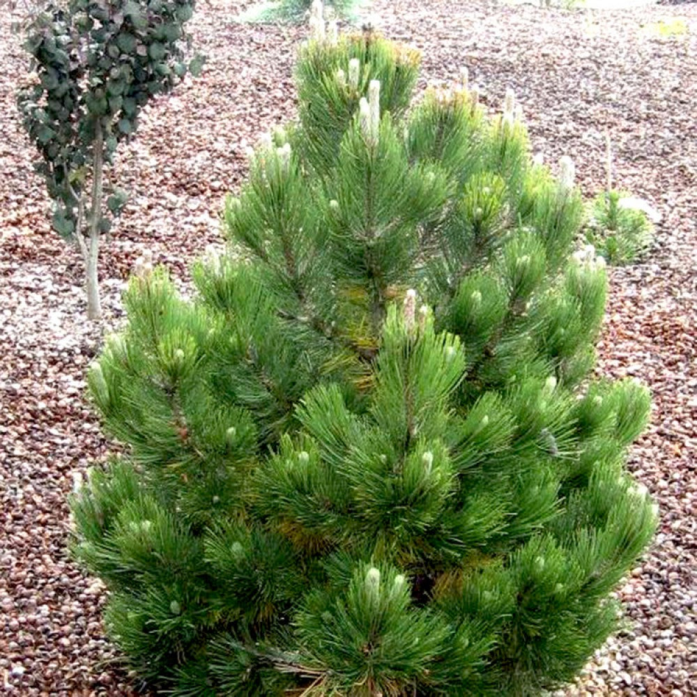 PINUS HELDREICHII (LEUCODERMIS) 'Satellit' - Serbianmänty