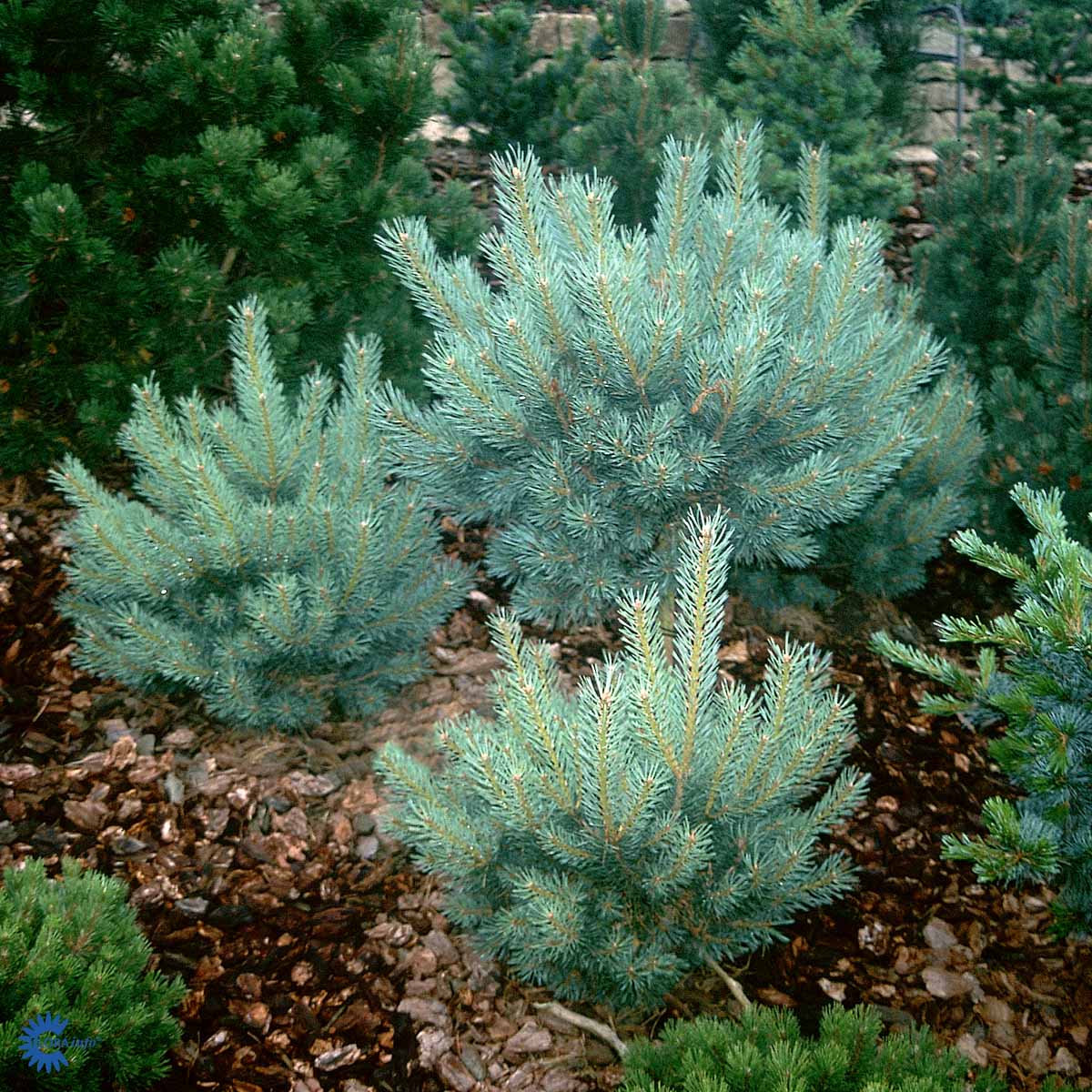 Pinus Sylvestris 'Watereri' - Kääpiömänty