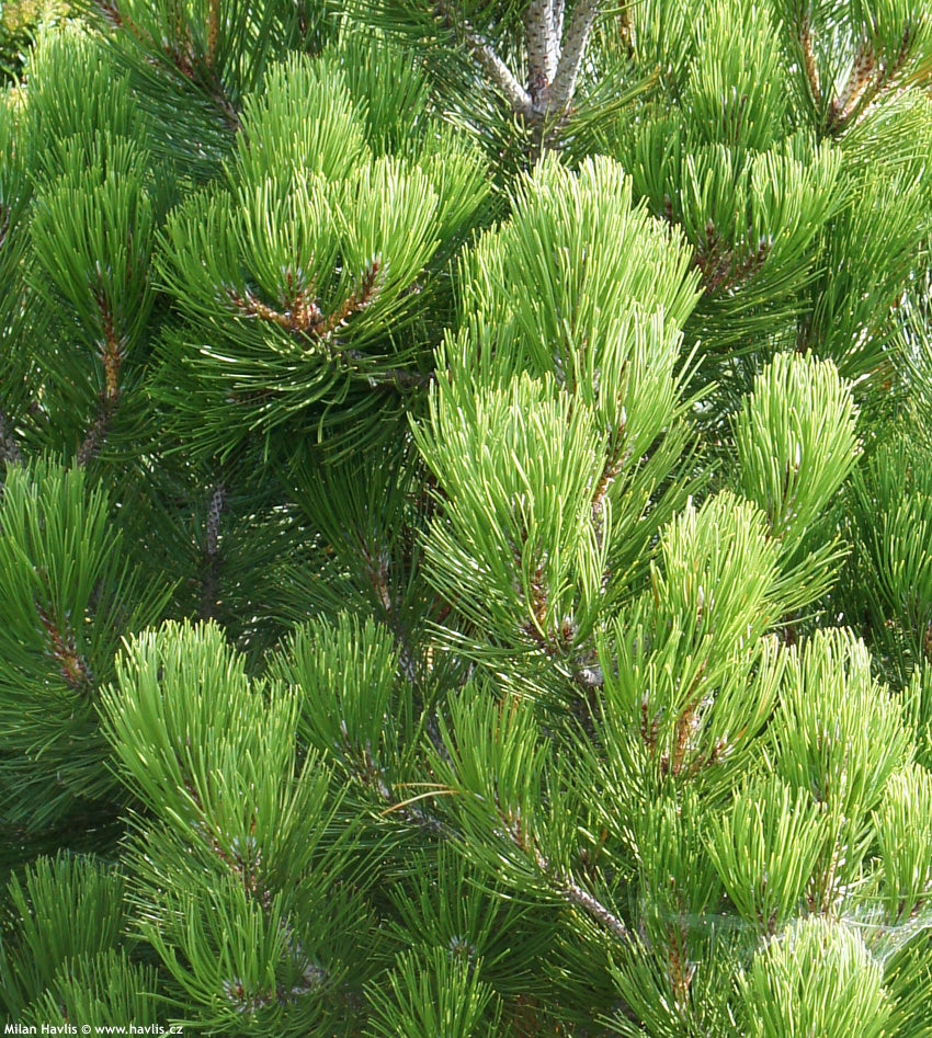 PINUS HELDREICHII (LEUCODERMIS) 'Malinki' - Bosnianmänty